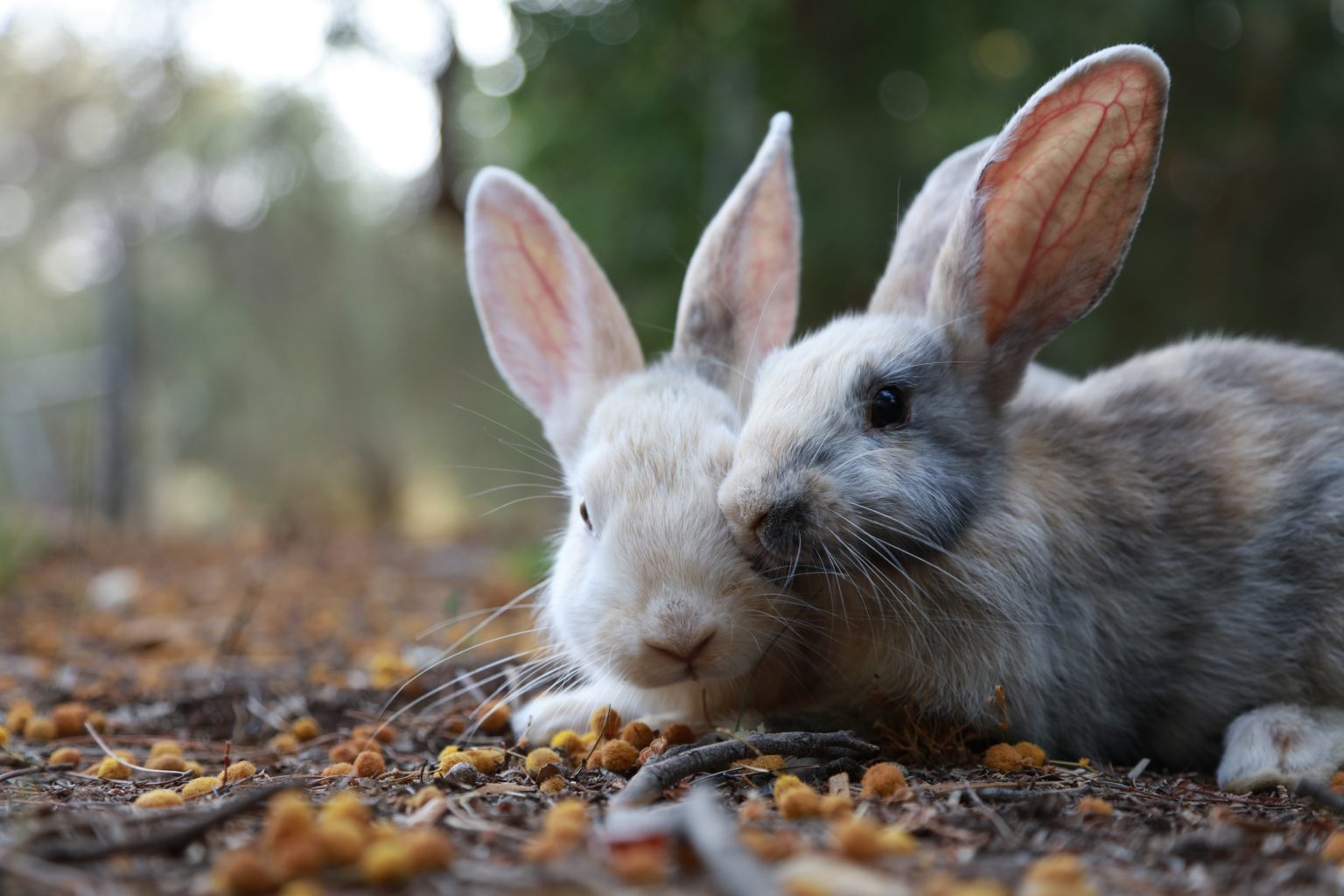 Bunny Bits Countryside